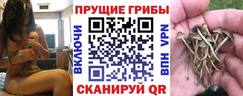 Псилоцибиновые грибы прущие грибы  Мурино 